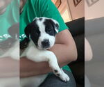 Small #6 Lab-Pointer