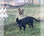 Small #2 Mutt