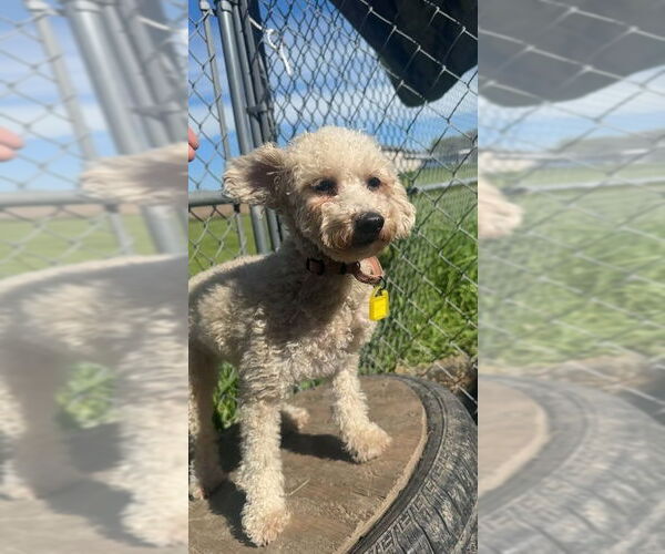 Medium Photo #2 Cavapoo Puppy For Sale in Mukwonago, WI, USA