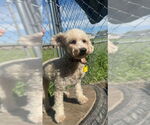 Small #1 Cavapoo