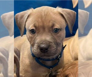 Muscle Mastiff Dogs for adoption in Pompano Beach , FL, USA