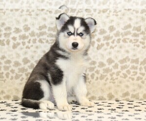 Pomsky Puppy for sale in DENVER, PA, USA