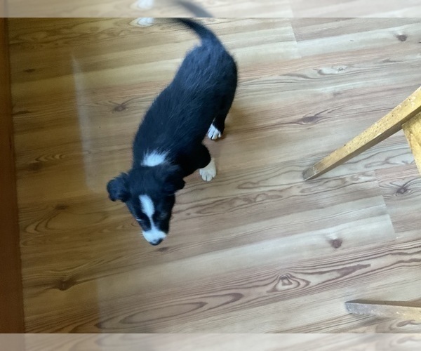 Medium Photo #11 Border Collie Puppy For Sale in KANSAS CITY, MO, USA