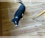 Small Photo #22 Border Collie Puppy For Sale in KANSAS CITY, MO, USA
