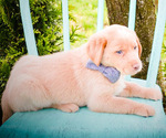 Small Photo #7 Labrador Retriever Puppy For Sale in MILLMONT, PA, USA