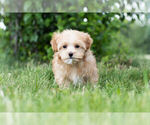 Small Photo #8 Morkie Puppy For Sale in WARSAW, IN, USA