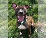 Small #2 American Pit Bull Terrier Mix