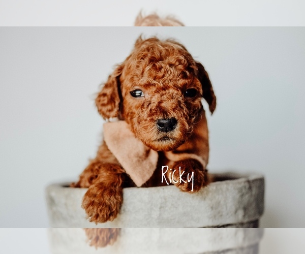 Medium Photo #4 Goldendoodle Puppy For Sale in MOUNTAIN HOME, ID, USA