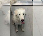 Small Great Pyrenees Mix