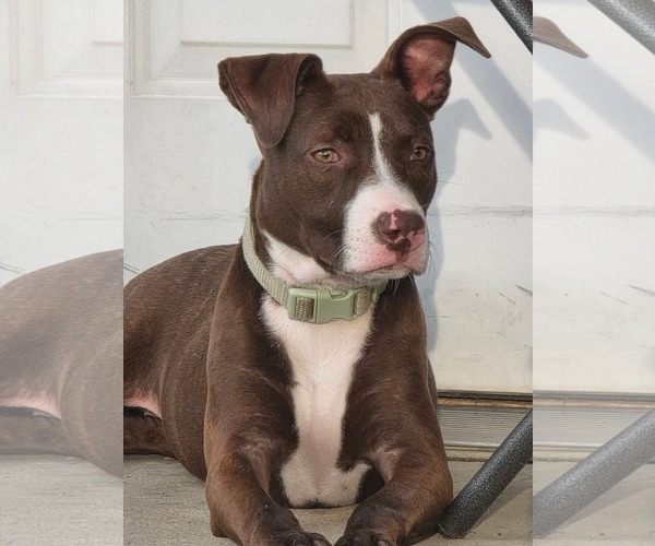 Medium Photo #9 American Pit Bull Terrier-Unknown Mix Puppy For Sale in Germantown, OH, USA