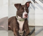 Small #8 American Pit Bull Terrier Mix