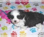 Small #2 Maltipoo