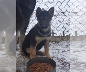 German Shepherd Dog-Siberian Husky Mix Puppy for sale in CHATTAROY, WA, USA