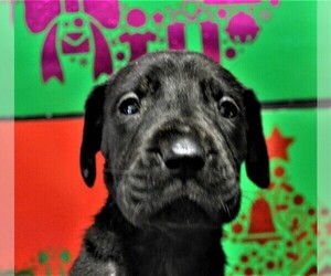 Great Dane Puppy for sale in BANGOR, WI, USA