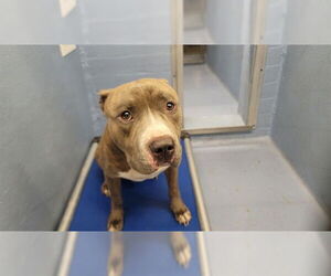 Mutt Dogs for adoption in Downey, CA, USA