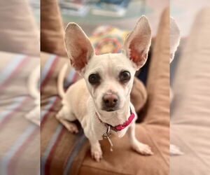 Chihuahua Dogs for adoption in Lancaster, CA, USA