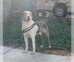 Small Catahoula Leopard Dog Mix
