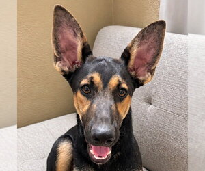 German Shepherd Dog-Unknown Mix Dogs for adoption in Lake Forest, CA, USA