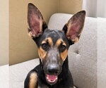 Small German Shepherd Dog Mix