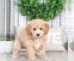 Small Photo #2 Poochon Puppy For Sale in MOUNT VERNON, OH, USA