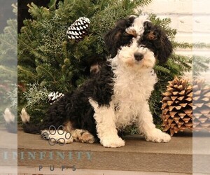Bernedoodle (Miniature) Puppy for sale in NARVON, PA, USA
