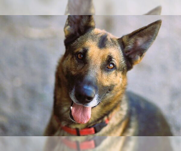Medium Photo #11 German Shepherd Dog-Unknown Mix Puppy For Sale in Webster, WI, USA