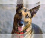 Small #10 German Shepherd Dog Mix