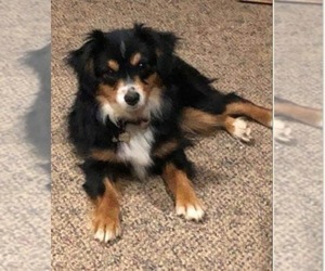 Mother of the Miniature Australian Shepherd puppies born on 07/02/2025