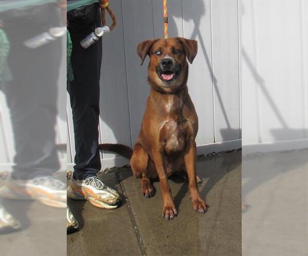 Medium Photo #1 Labrador Retriever-Unknown Mix Puppy For Sale in Louisville, KY, USA