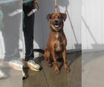 Small Labrador Retriever Mix
