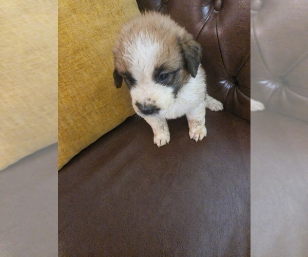 Medium Photo #6 Saint Bernard Puppy For Sale in INDEPENDENCE, MO, USA