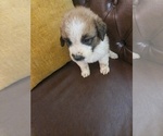Small #5 Saint Bernard