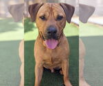 Small #33 Chinese Shar-Pei-Labrador Retriever Mix