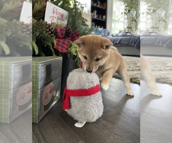 Medium Photo #5 Shiba Inu Puppy For Sale in SNOHOMISH, WA, USA