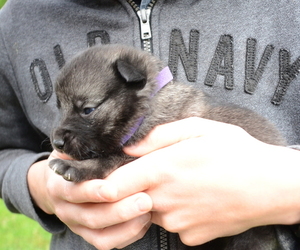 Norwegian Elkhound Puppy for Sale in MEADVILLE, Pennsylvania USA