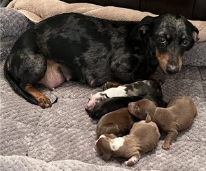 Mother of the Dachshund puppies born on 01/30/2026