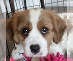 Small #1 Cavalier King Charles Spaniel