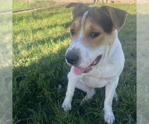 BRUCE - Male Bulldog-Unknown Mix Dog for Adoption - Photo #2