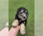Small #4 Aussiedoodle
