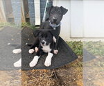 Small #3 American Pit Bull Terrier-Labrador Retriever Mix