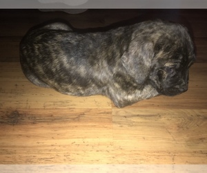 American Allaunt-Presa Canario Mix Puppy for sale in LACLEDE, MO, USA