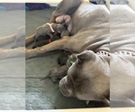 Small #10 Cane Corso