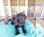Small Photo #4 Labrador Retriever Puppy For Sale in MURRIETA, CA, USA