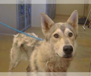 Siberian Husky Dogs for adoption in Sacramento, CA, USA