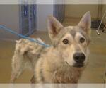 Small Siberian Husky