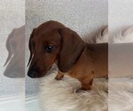 Small #1 Dachshund