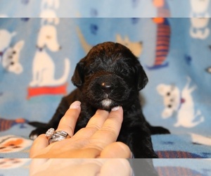 Goldendoodle Puppy for sale in UNION CITY, TN, USA