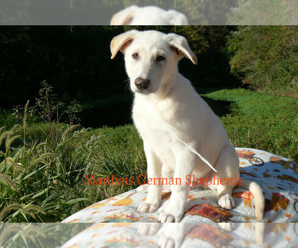 Medium Photo #4 German Shepherd Dog Puppy For Sale in PIEDMONT, MO, USA