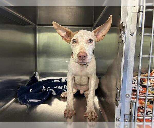 Medium Photo #1 Pharaoh Hound-Unknown Mix Puppy For Sale in Grand Prairie, TX, USA