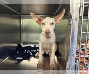 Pharaoh Hound-Unknown Mix Dogs for adoption in Grand Prairie, TX, USA